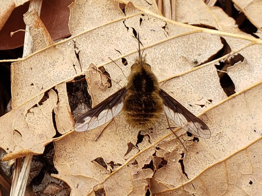 A fuzzy brown fly on brown leaf