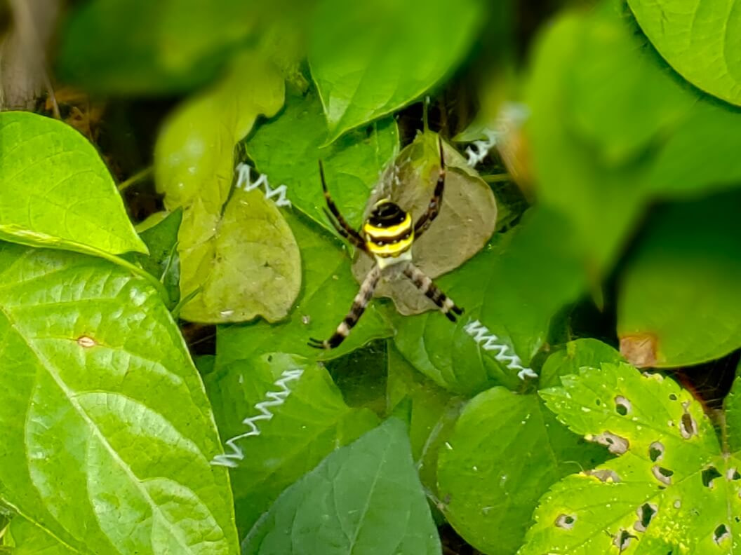 St. Andrew's Cross spider (Argiope keyserlingi)