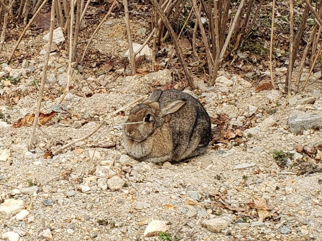 A cute, fat large rabbit