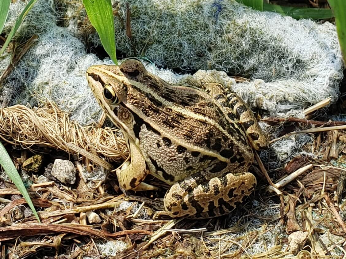 A brown frog with black markings