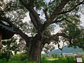 A large tree in the grass next to a gazebo