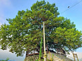 A 440 year old tree on a platform with stairs and a round deck