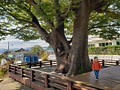 Baby Noah walking on a platform next to an old tree in a village