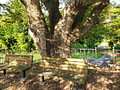 Benches next to a large tree trunk in the shade