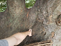 Nate stretching out his hand to touch the wide tree trunk