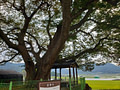 Large tree branches extending over a green fence