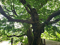 Long branches of 740 year old tree stretching over a wooden deck