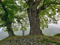 A pair of 510 year old trees with a stone wall