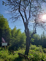 A quince tree in front of the sun next to benches