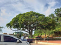A symmetrically shaped old tree near a parking lot