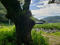 A tree trunk in tall grass with rice fields and mountains in the background