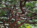 A bunch of twisted pine branches in a tree