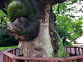 Wooden fence around large trunk with a big knot