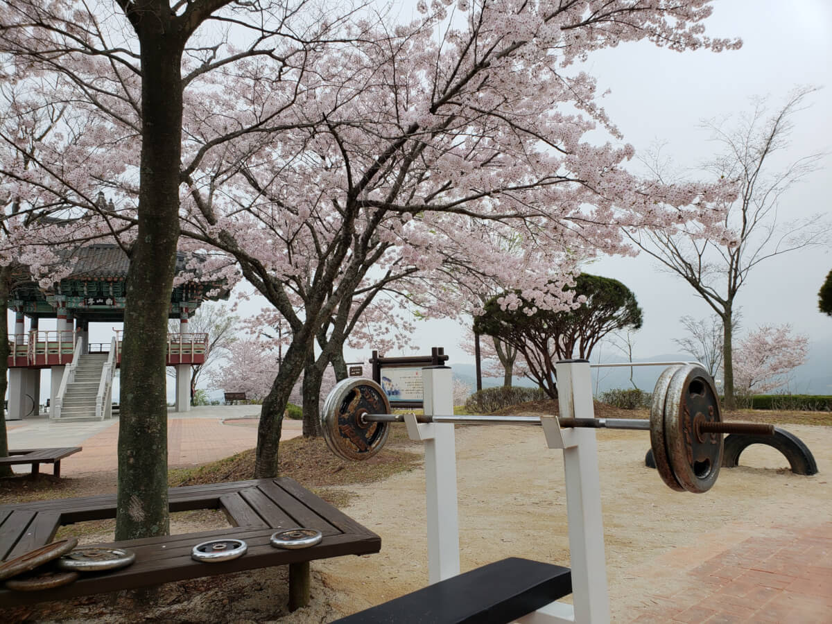 Namsan Park workout area with cherry blossoms