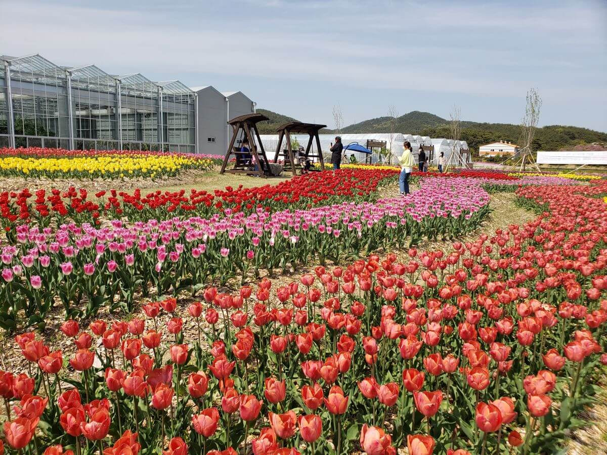 Multi-colored waves of tulips with a wooden swing