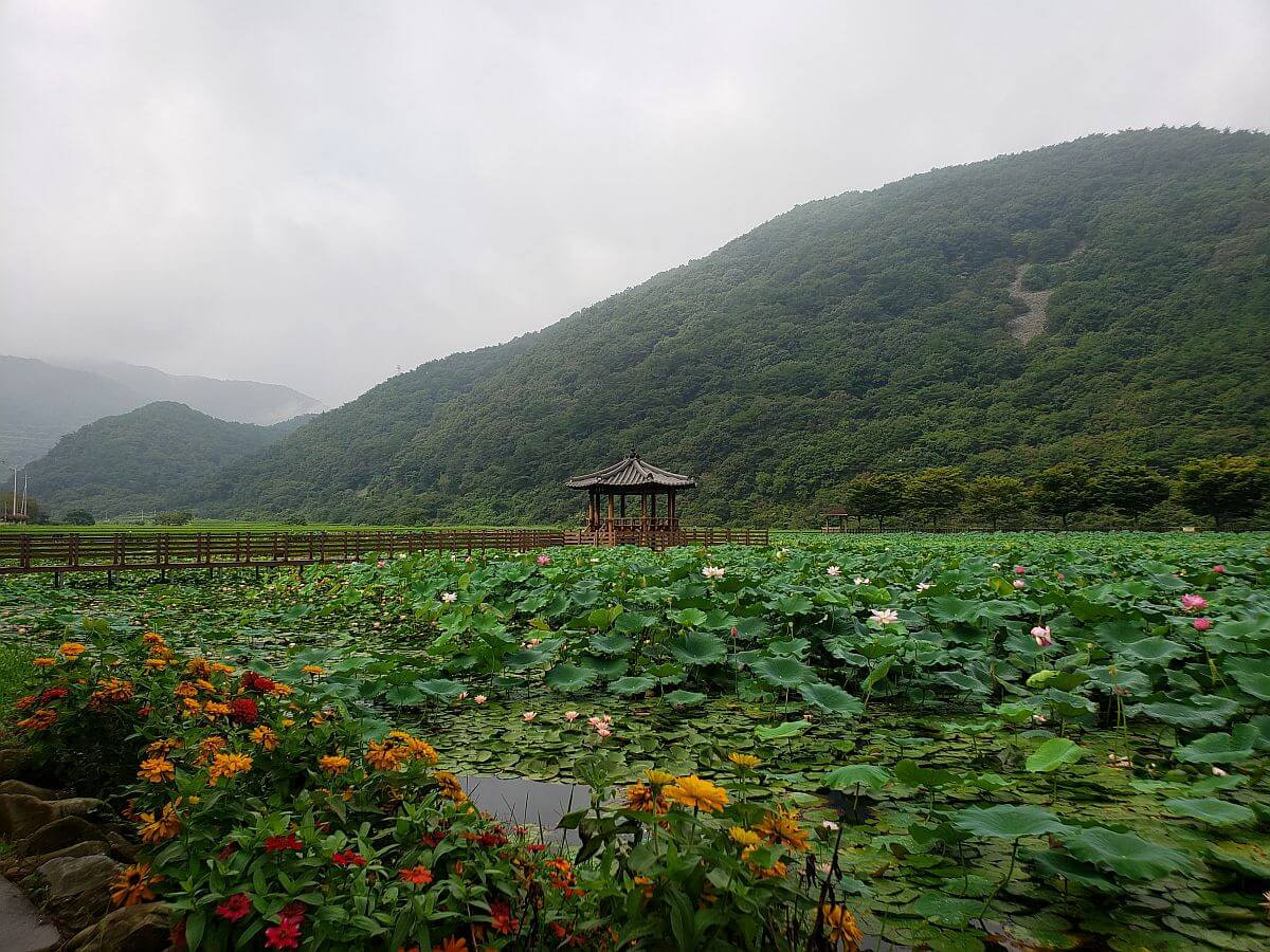 Sangri Lotus Park featured