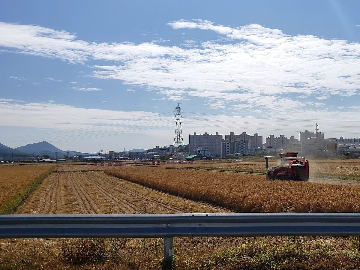 Harvesting rice featured