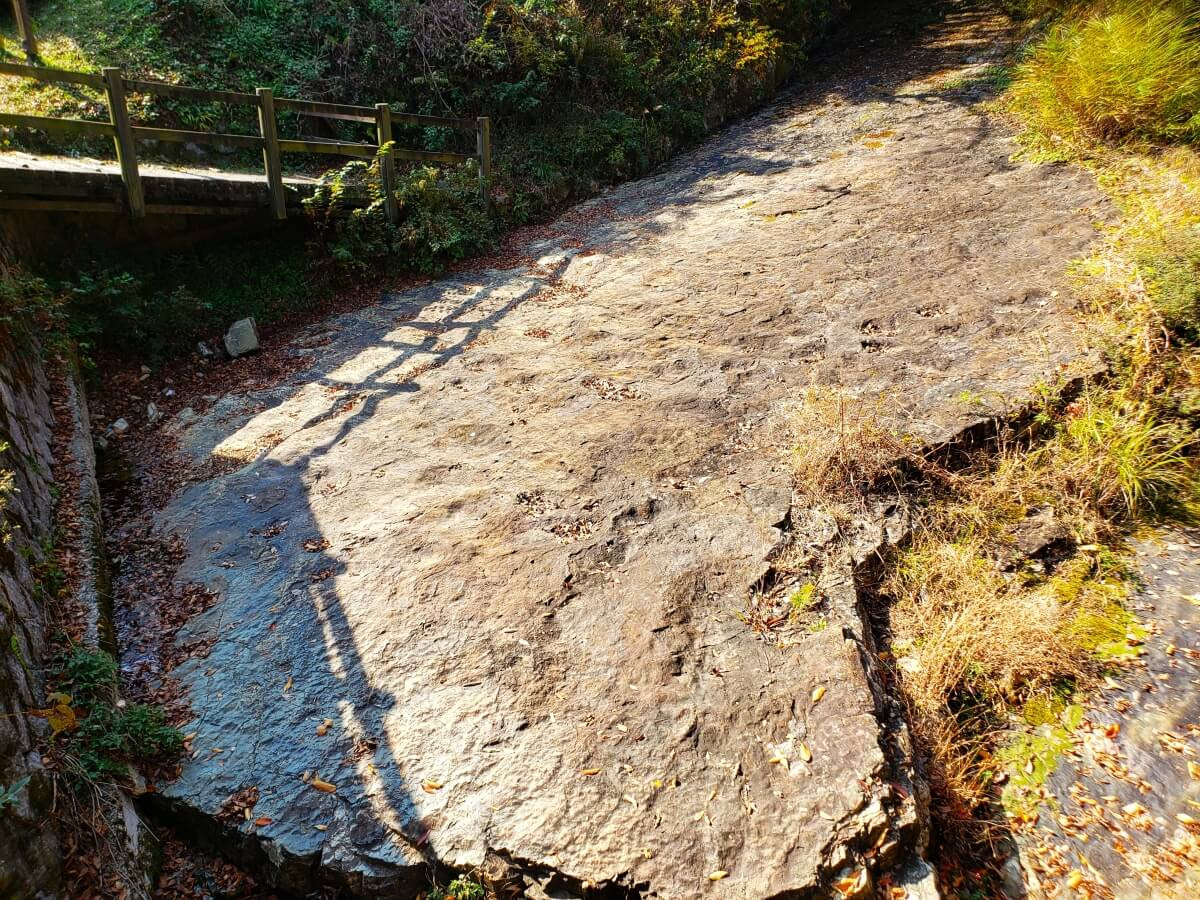 Dinosaur footprints on a sloped rock
