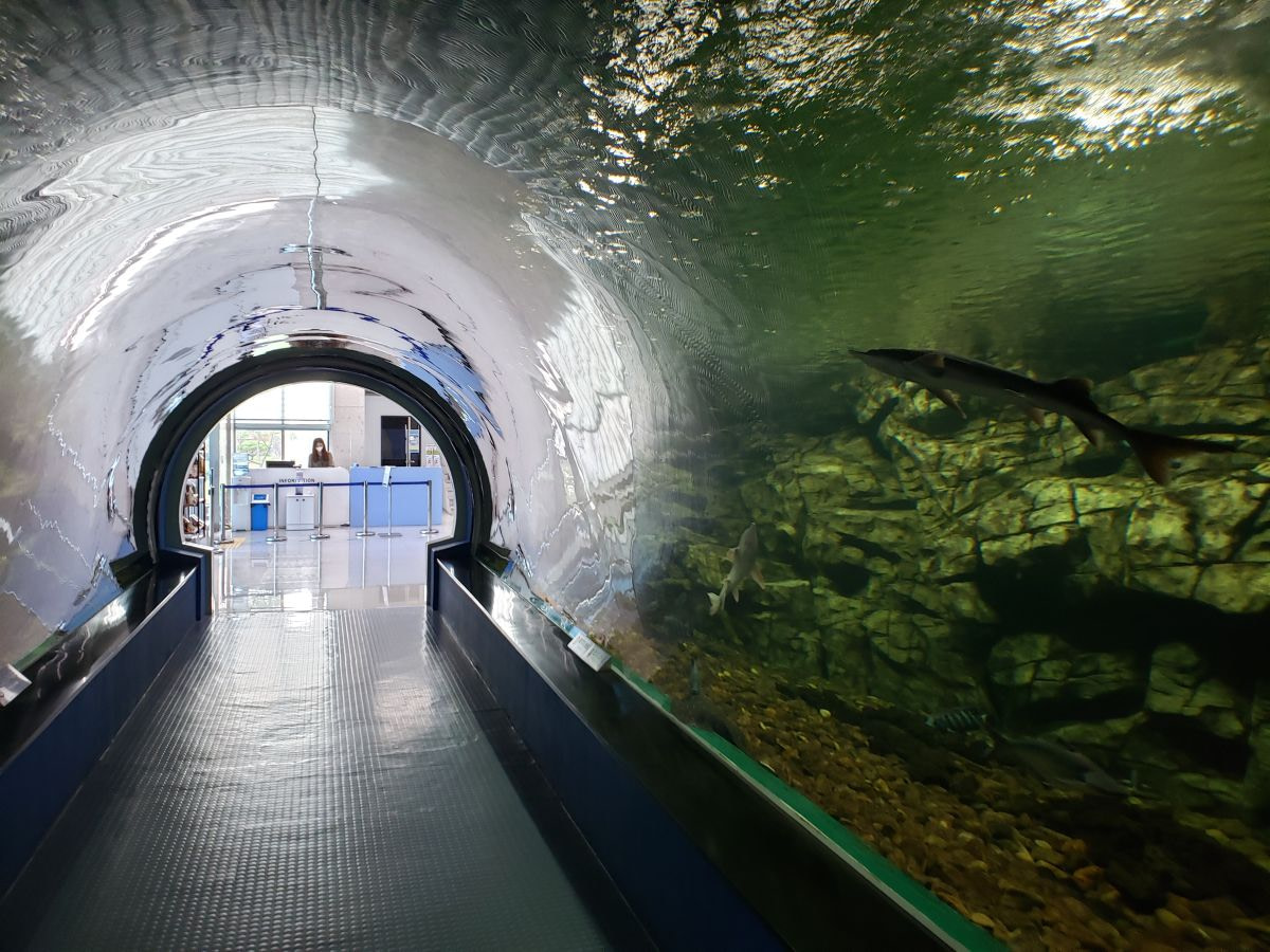Goseong Ecology Learning Center aquarium tunnel
