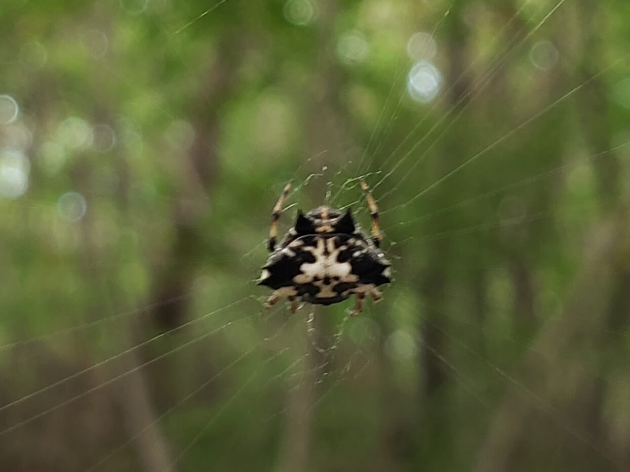 A small spider in a web with markings that look like a skull