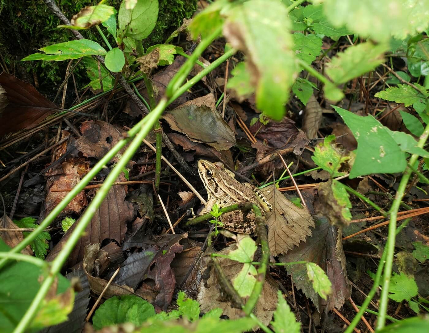A frog partially hidden in foliage