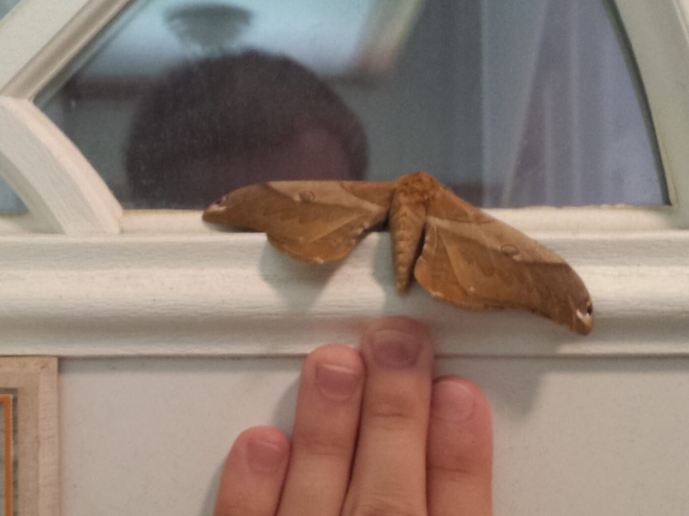 A brown moth the length of my hand on a door
