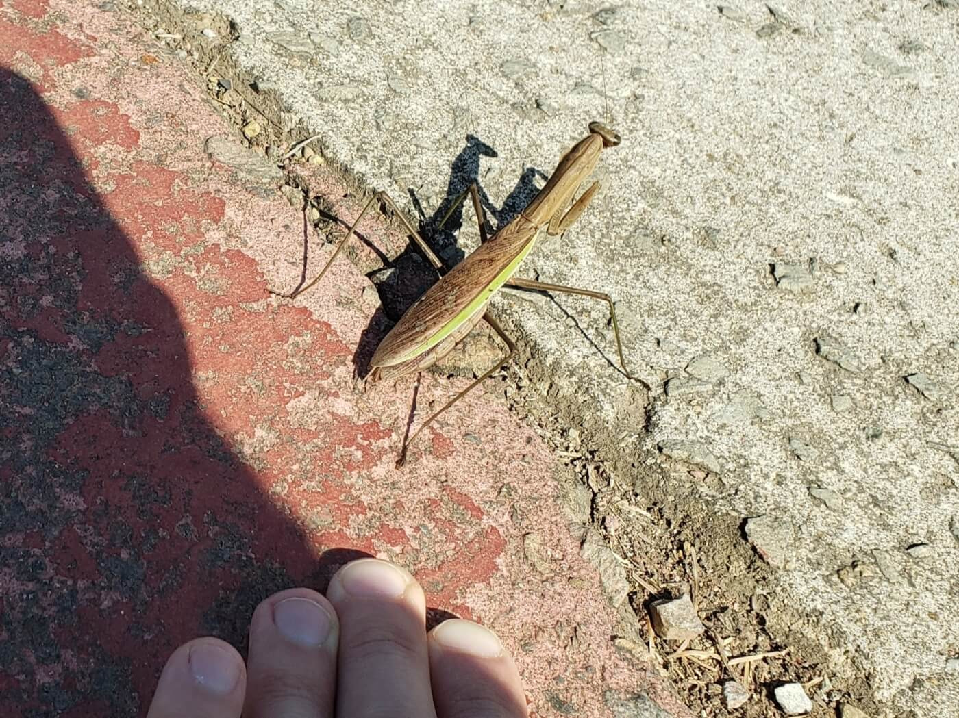A praying mantis on the sidewalk