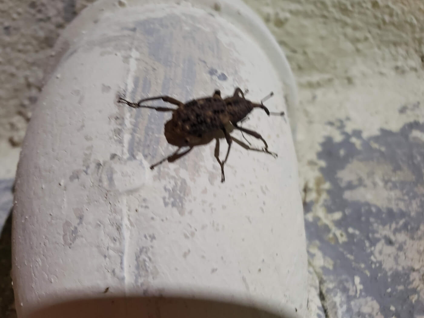 A beetle with an arched snout