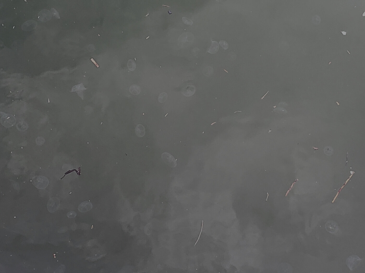 A bunch of jellyfish in water