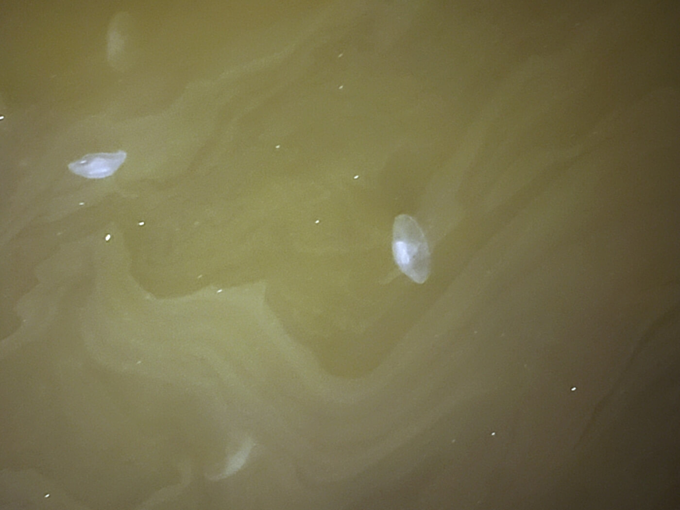 A few jellyfish in brown water