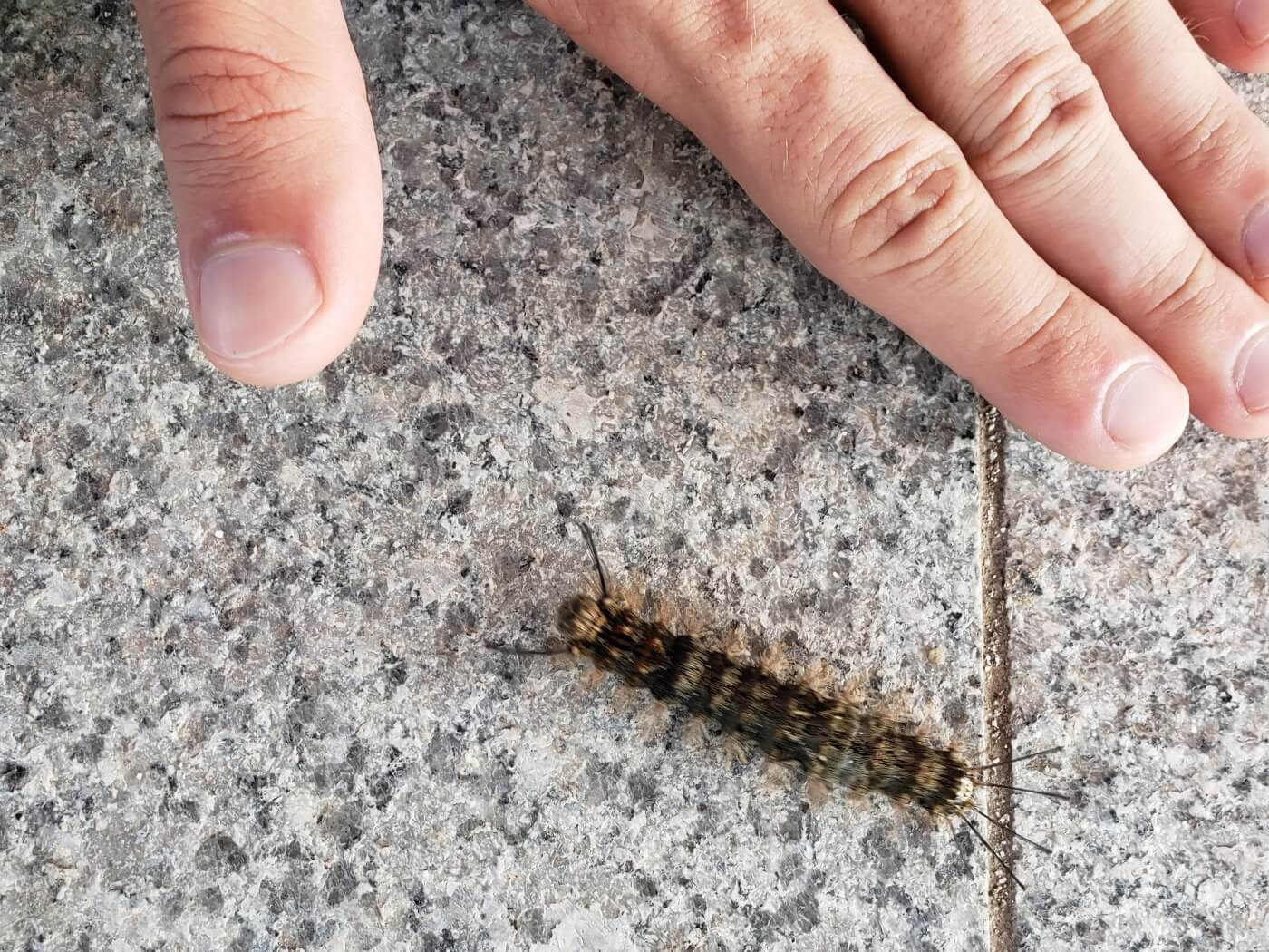 A hairy, brown caterpillar on a sidewalk