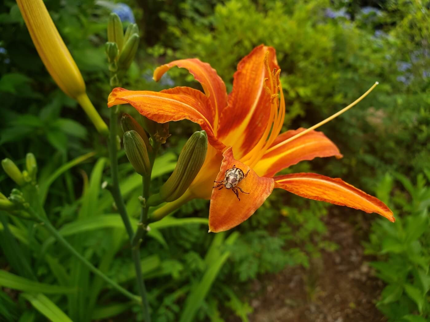 A beetle on an orange flower