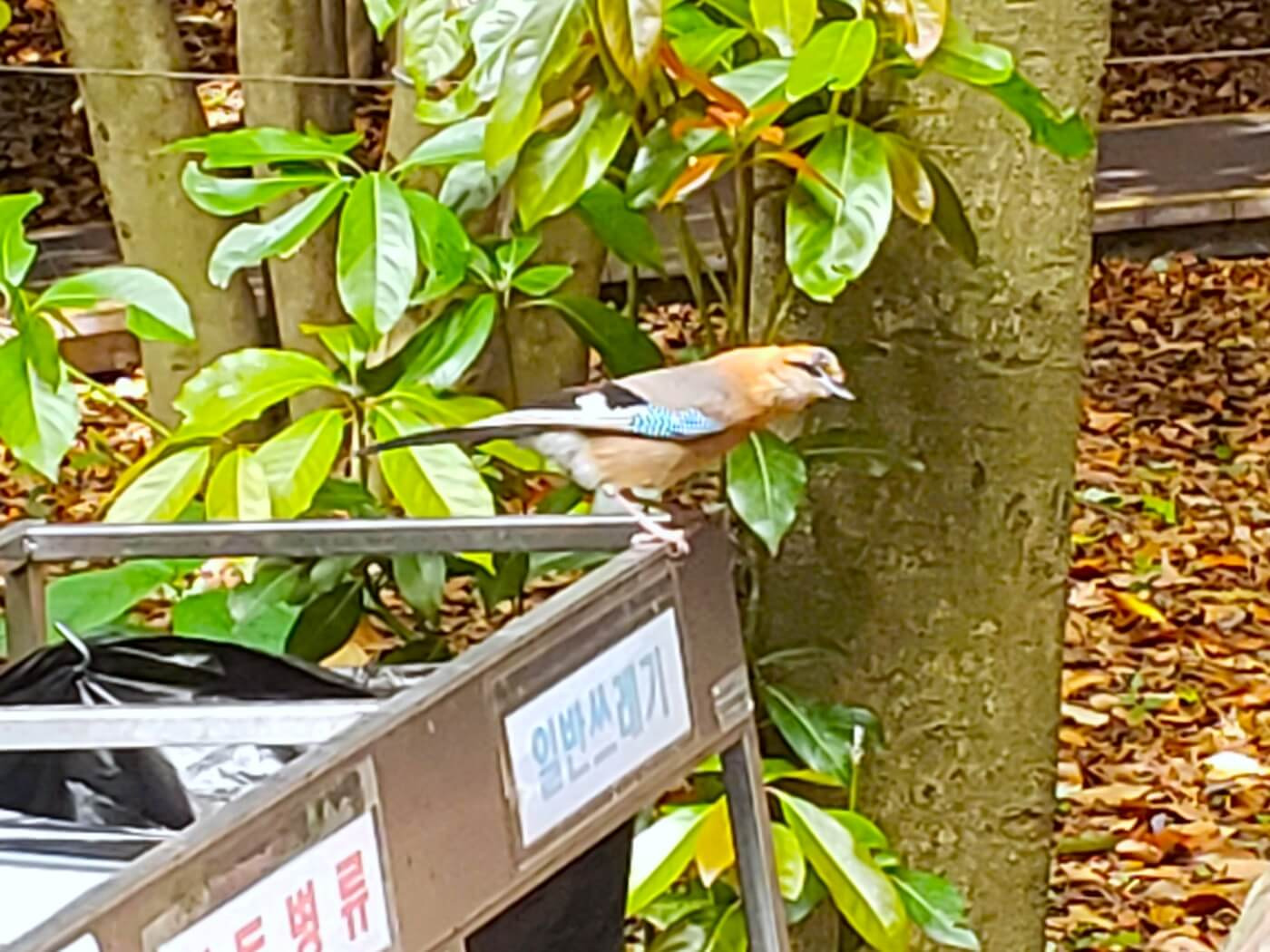 A bird with some blue color