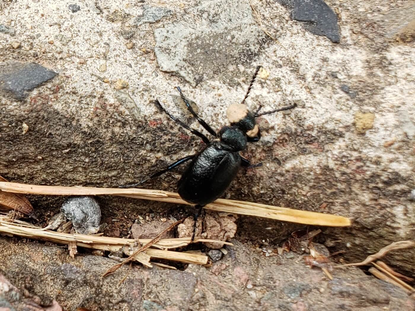 A black beetle with a disease on its eyes