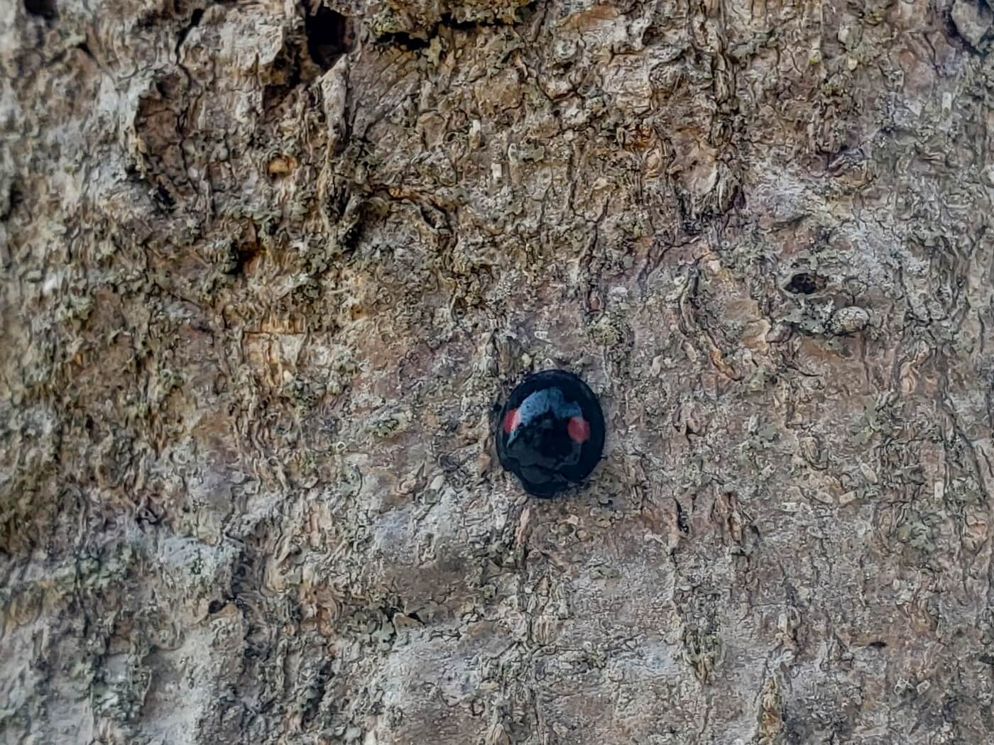 A black beetle with two red dots