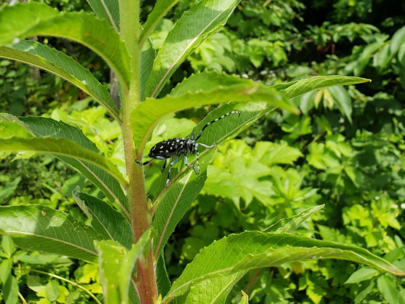 A black beetle with white spots on a weed