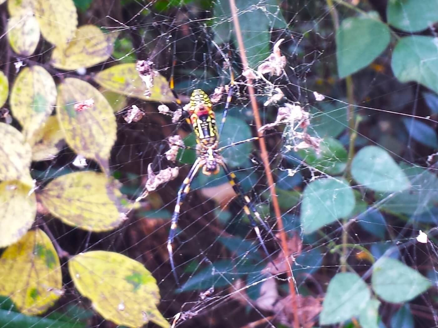 A black, yellow, and red spider