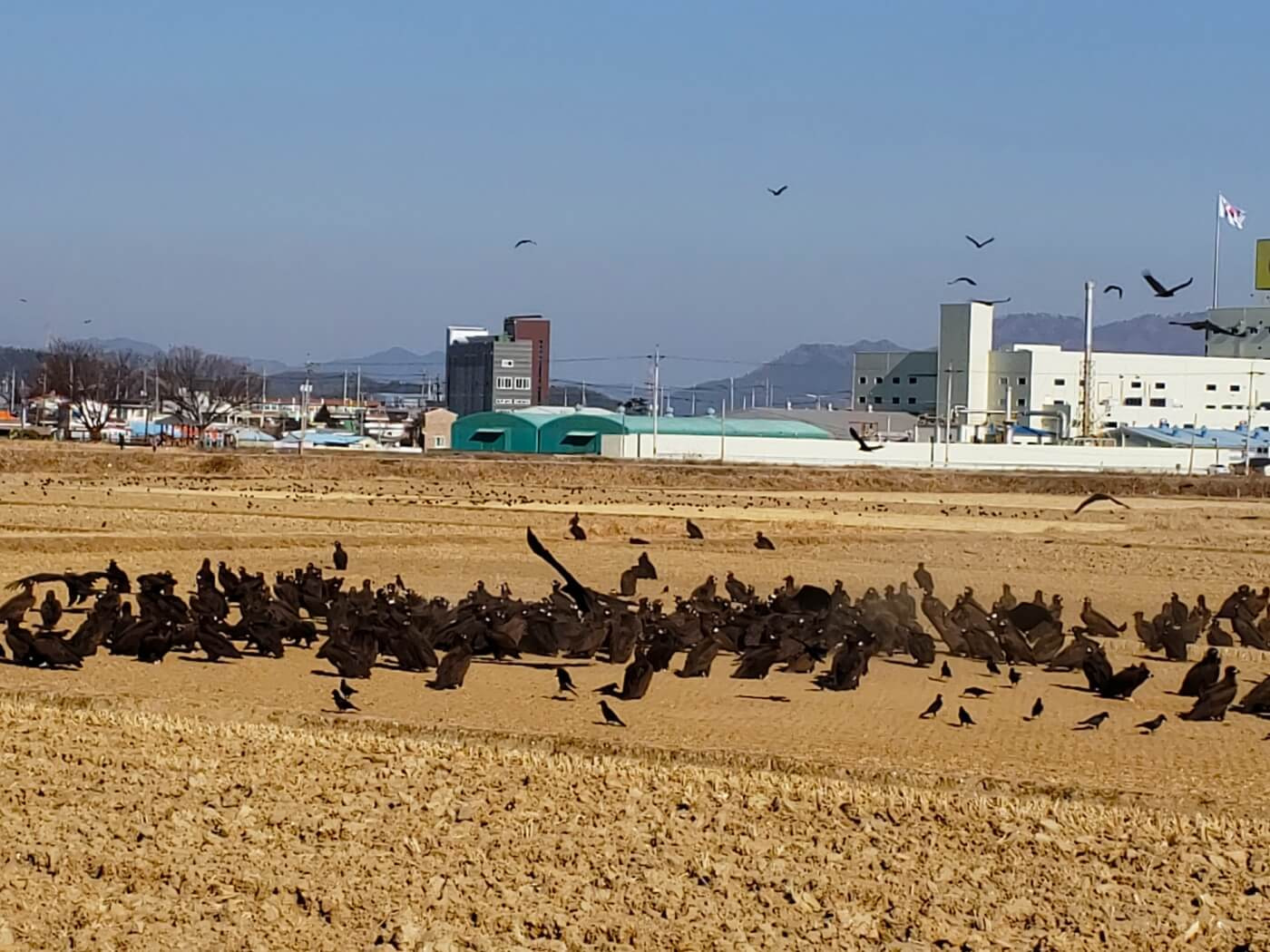 Black vultures from Mongolia in a field in Goseong, South Korea
