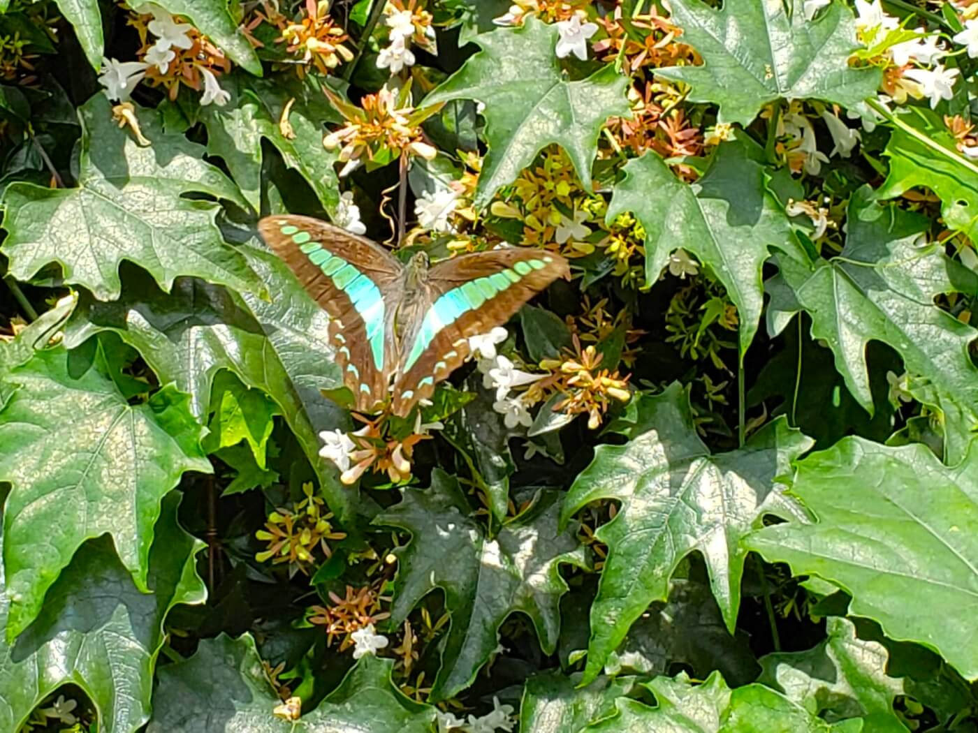 A butterfly with turquoise color on a flowering bush