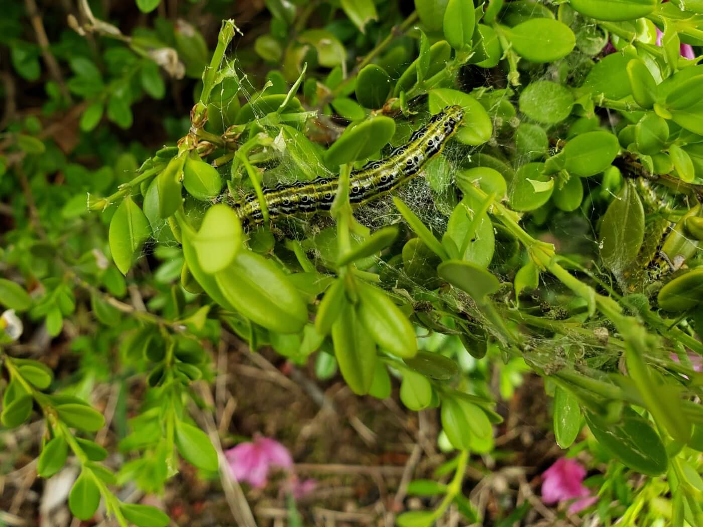 A caterpillar with what could be many black eyes