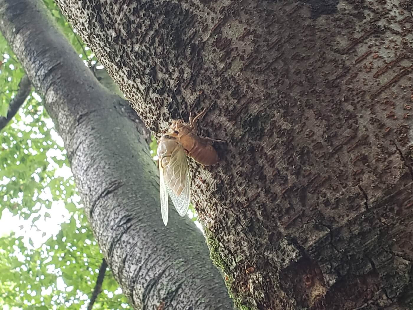 A cicada emerging from its shell on a tree