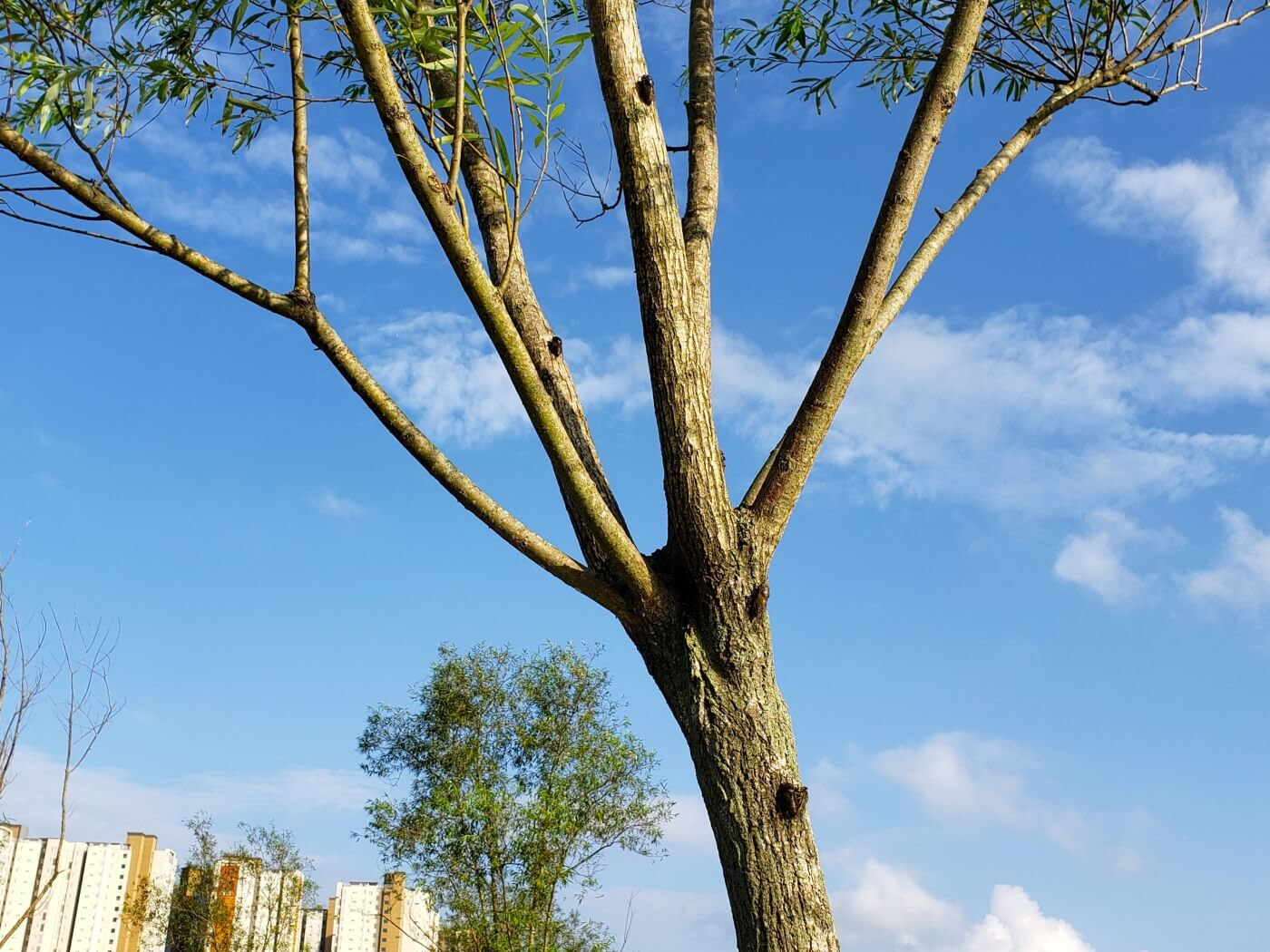 Cicadas on a small tree