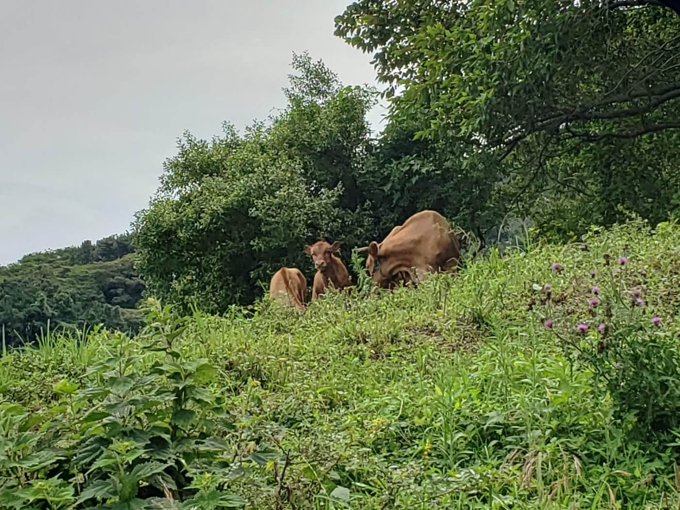 Cows grazing on a hill