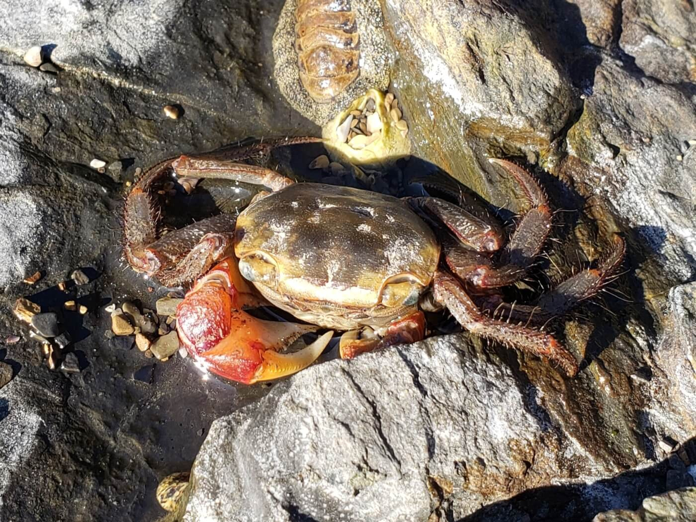 A crab on the rocks