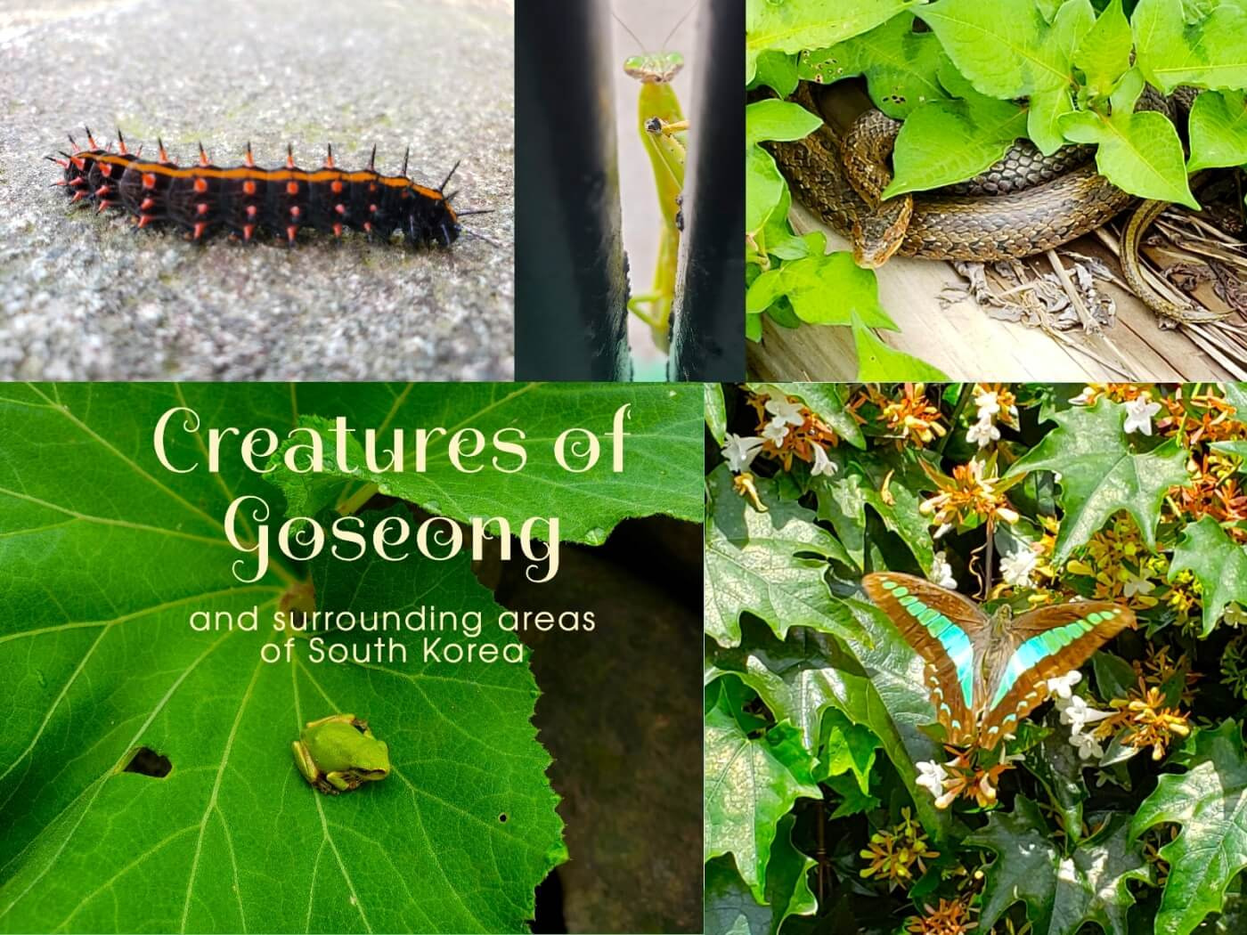 Creatures of Goseong featured