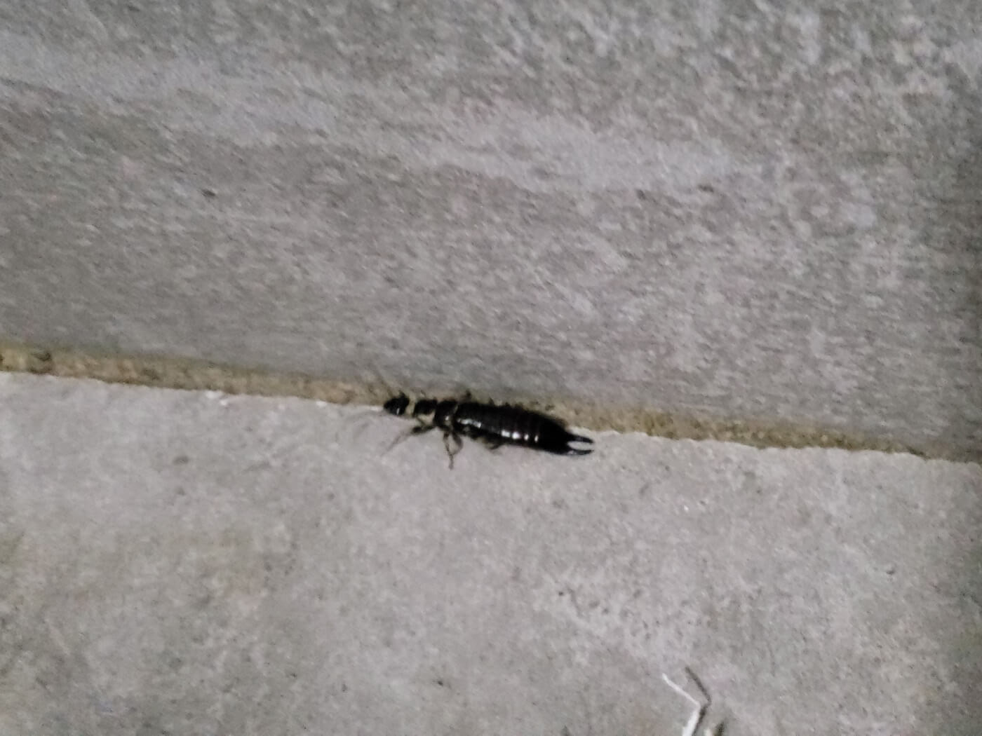 An earwig type of insect in the cement corner