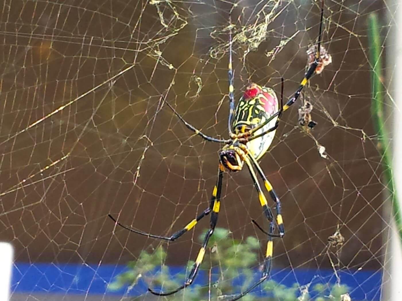 A fat, black, yellow, and red spider in a web