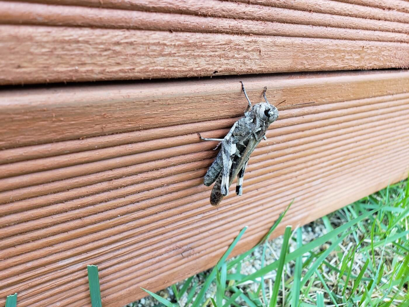 A grey-colored grasshopper on a wall