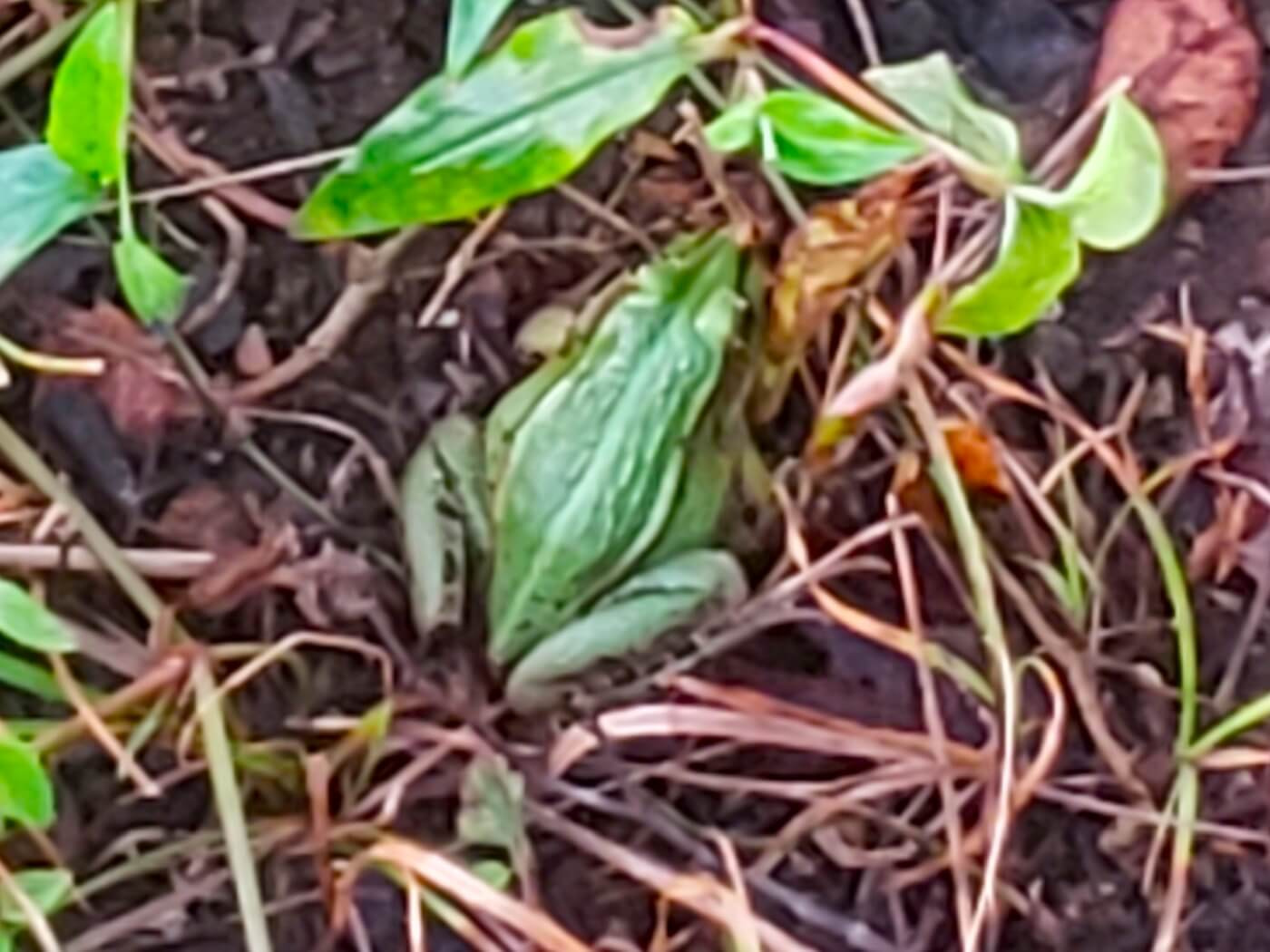 A green frog on the ground