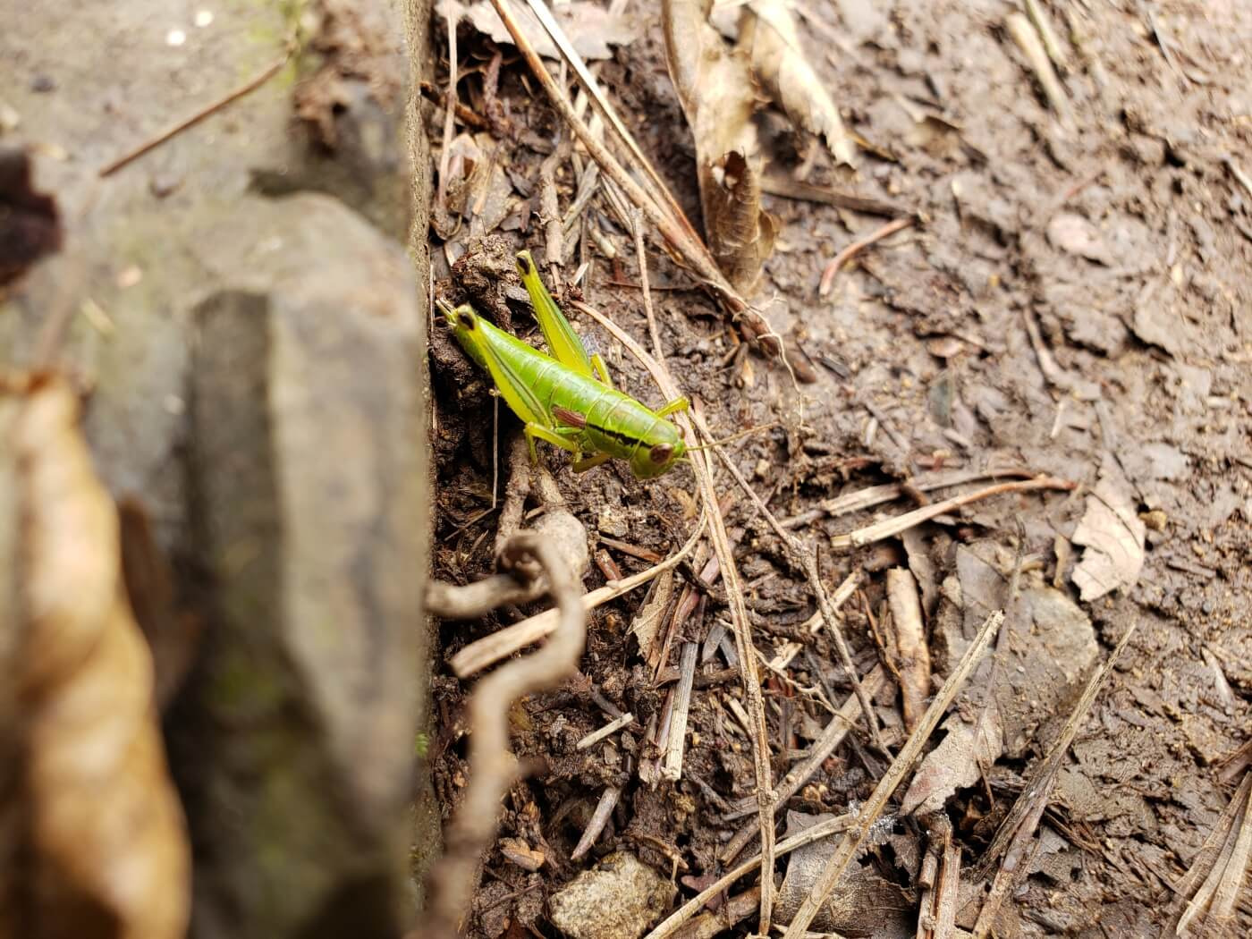 A green grasshopper on the ground